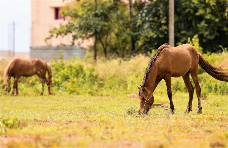 Indgræsning af hest - den optimale introduktion til græsmarker